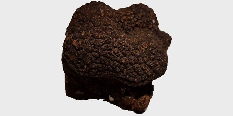 trufa-alto-aragon-cobarcho-2