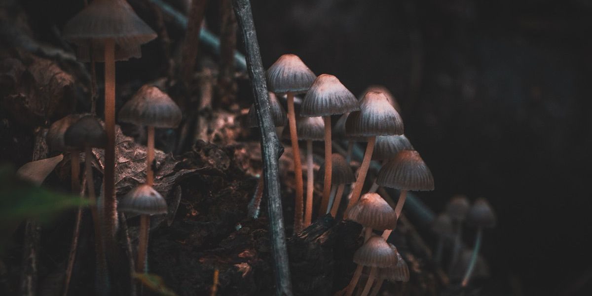 Disfruta con nosotros de las Jornadas Micológicas de Jaca